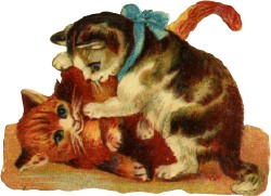 katzen