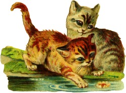 katzen