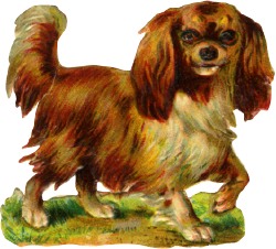 hund