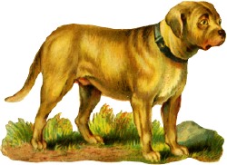 hund