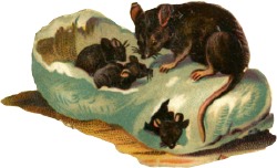 maus