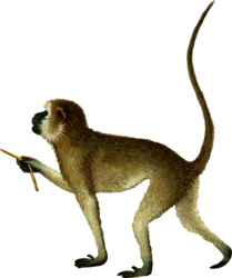 Affe