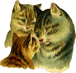 katzen