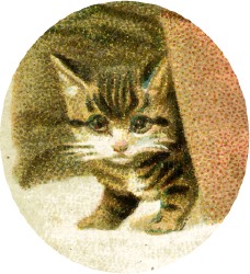 katze