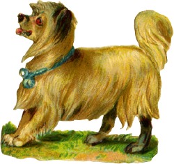 hund