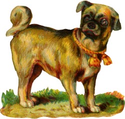 hund
