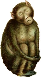 affe