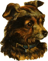 hund