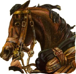 pferd