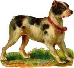 hund