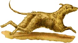 hund