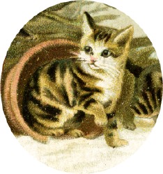 katze