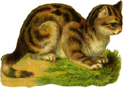 katze