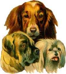 hunde