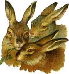 hasen