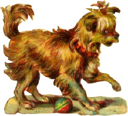 hund