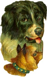 hund