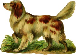 hund