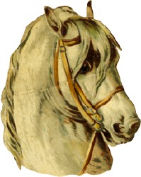 pferd