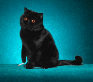Katze