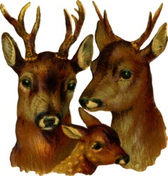animal