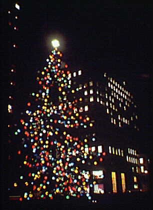 tree pic