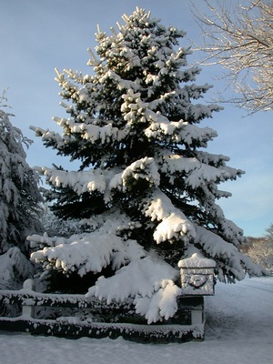 tree pic