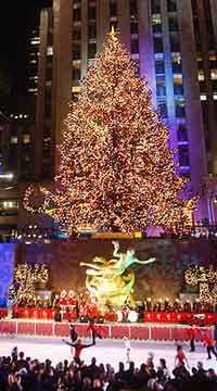 tree pic