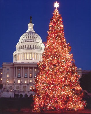 tree pic