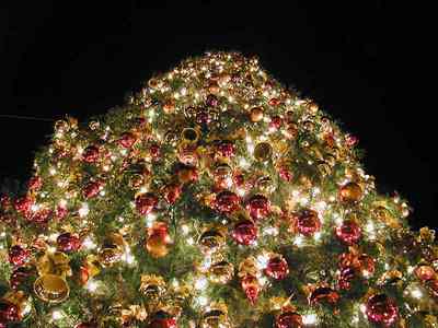 tree pic