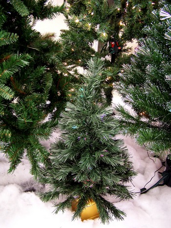 tree pic