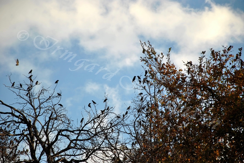 birds