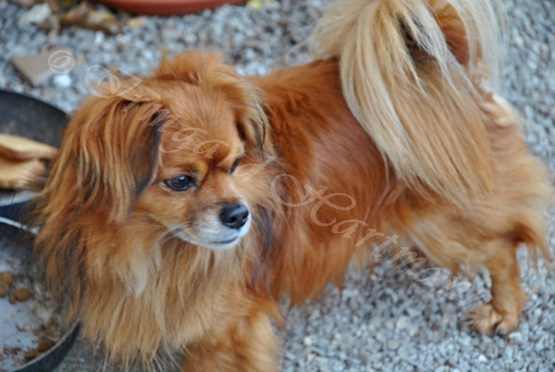 dog