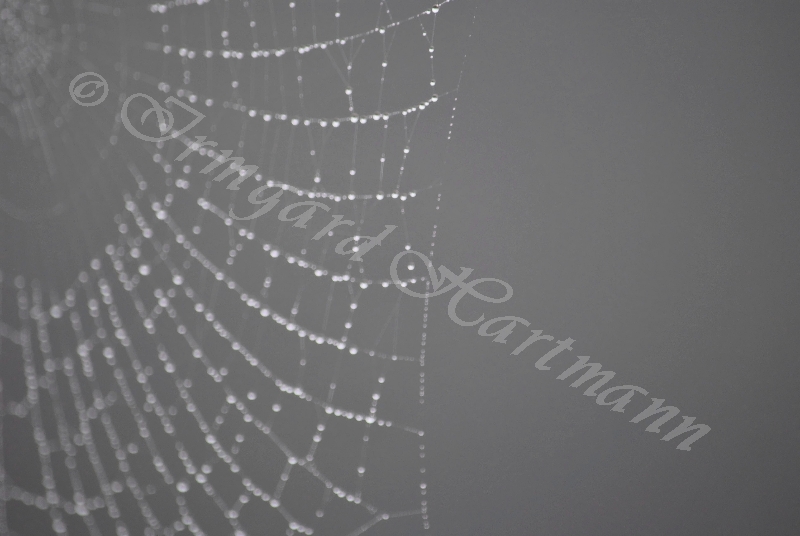 Spinnennetz, Regen