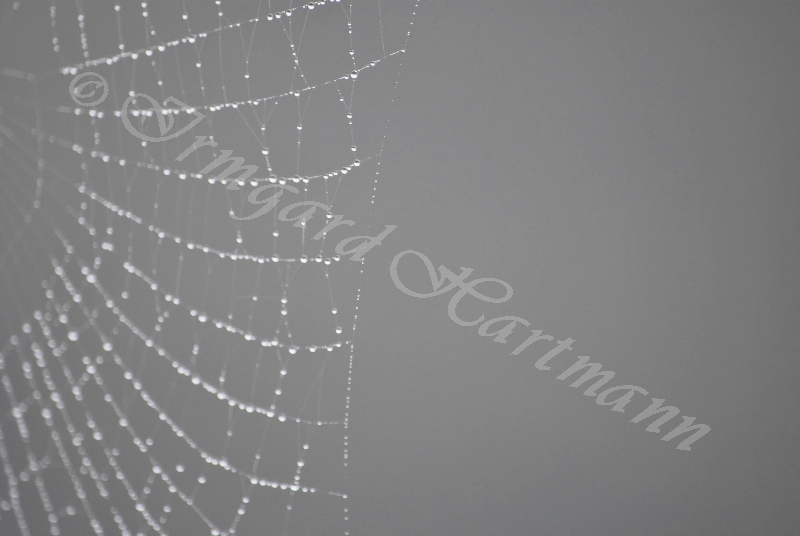 Spinnennetz, Regen