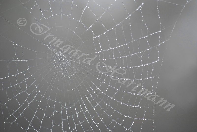 Spinnennetz, Regen