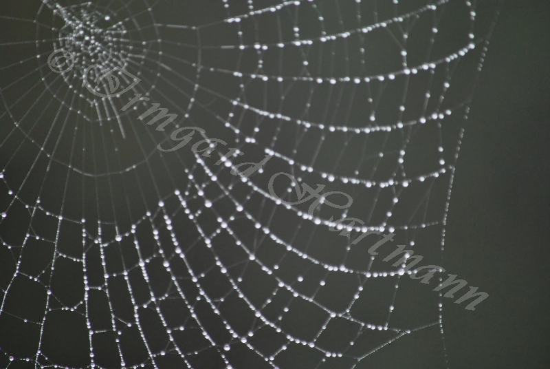 Spinnennetz, Regen
