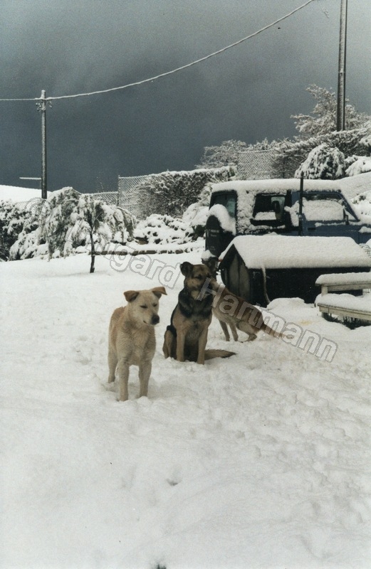 dog