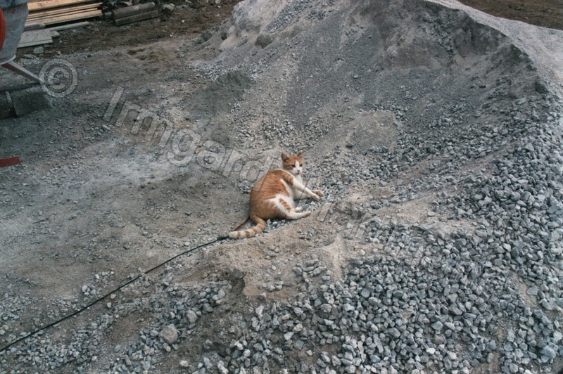 cat