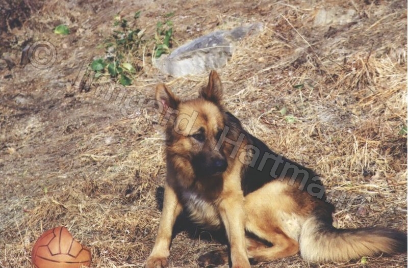 dog
