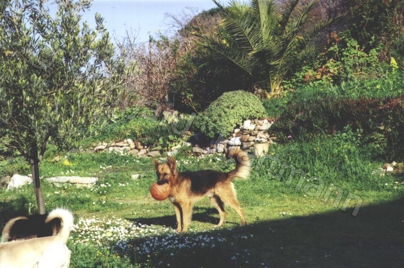dog