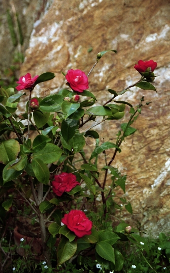 camelia