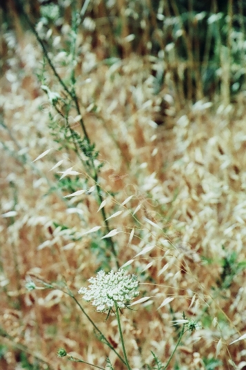 giglio
