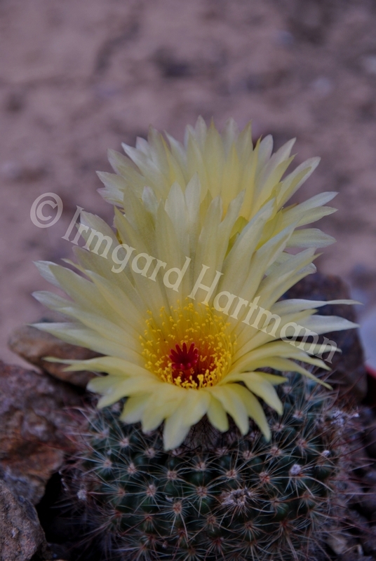 cactus,bluete