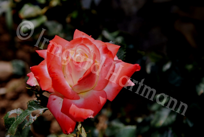 rose