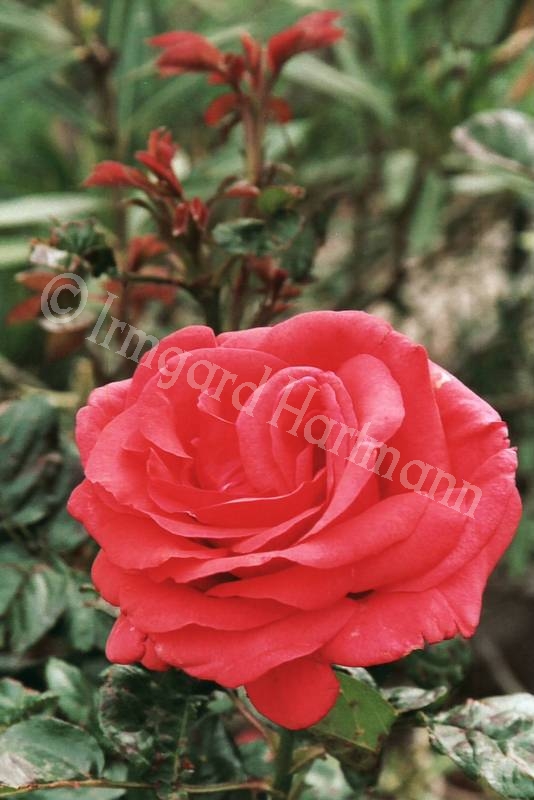 Rose, rot