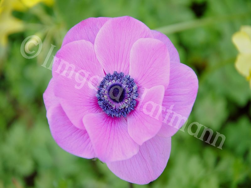 Anemone