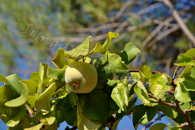 cotonio