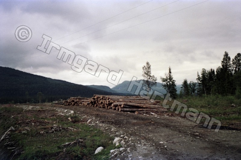 Holzstaemme